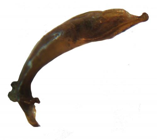 Cephalota chiloleuca